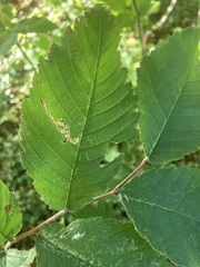 Agromyza aristata