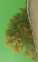 Schizoporella errata