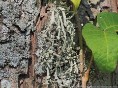 Ramalina stenospora