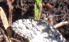 Xanthorhoe annotinata