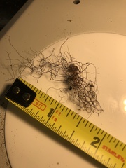 Bryoria pseudofuscescens