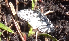 Xanthorhoe annotinata