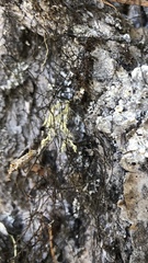 Bryoria pseudofuscescens