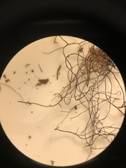 Bryoria pseudofuscescens