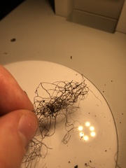 Bryoria pseudofuscescens