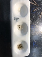 Bryoria pseudofuscescens