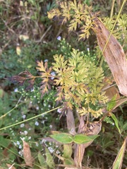 Peucedanum palustre