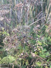 Peucedanum palustre