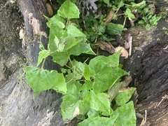 Mikania scandens