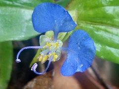 Commelina benghalensis