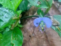 Commelina benghalensis