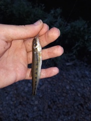 Erimystax dissimilis