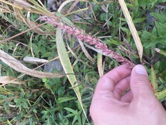 Physostegia virginiana