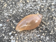 Euglandina rosea