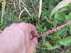Physostegia virginiana