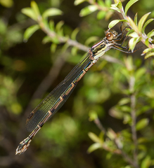 Austrolestes colensonis