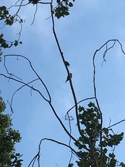 Psittacara erythrogenys