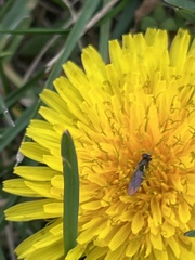 Toxomerus marginatus