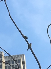 Psittacara erythrogenys