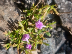 Linderniaceae