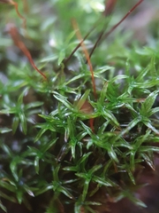 Bryoerythrophyllum recurvirostrum
