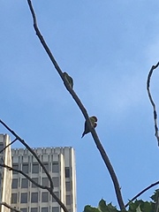 Psittacara erythrogenys