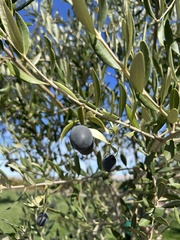 Olea