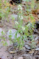 Monarda citriodora austromontana