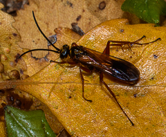 Sphictostethus fugax