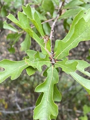 Quercus margaretiae