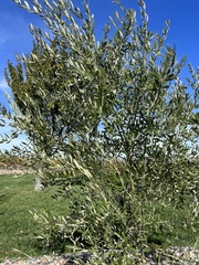 Olea