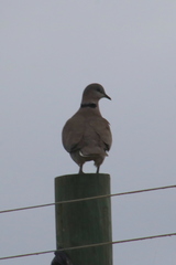 Streptopelia capicola