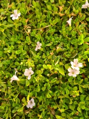 Bacopa monnieri