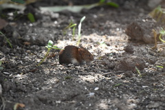 Apodemus sylvaticus