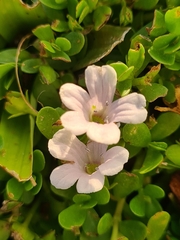 Bacopa monnieri