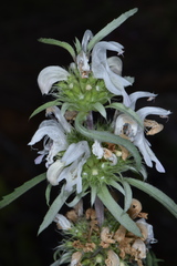 Monarda citriodora austromontana