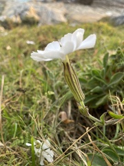Silene undulata