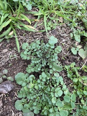 Cardamine pensylvanica