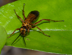 Sphictostethus fugax