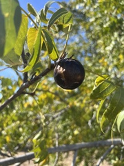 Juglans hindsii