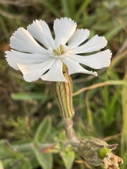 Silene undulata