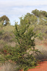 Petalostigma banksii