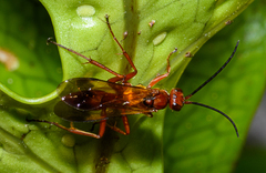 Sphictostethus nitidus