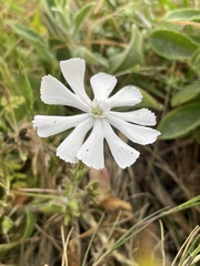 Silene undulata