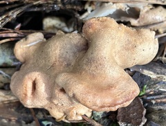 Trichoderma peltatum