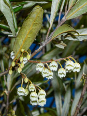 Elaeocarpus dentatus