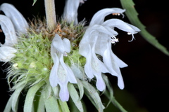 Monarda citriodora austromontana