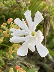 Silene undulata