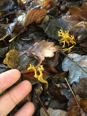 Clavulinopsis corniculata