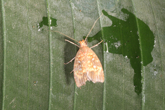 Coptotelia perseaphaga